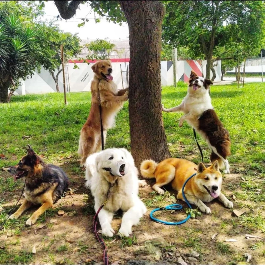 Foto 9:  — Canil Arcanine Locação de Cães de Guarda para Segurança